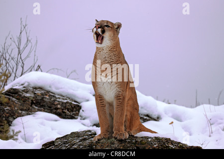 Cougar or Puma (Puma concolor, Felis concolor), adult, with mouth open, snow, Montana, USA Stock Photo