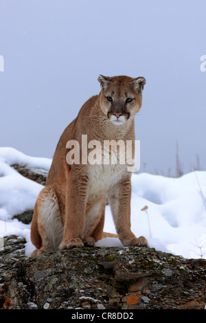 Cougar or Puma (Puma concolor, Felis concolor), adult, searching for food in the snow, Montana, USA Stock Photo