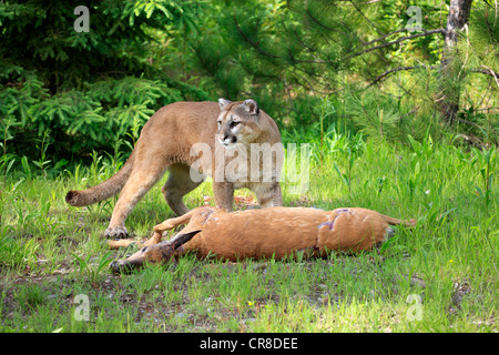 Cougar or Puma (Puma concolor, Felis concolor), adult with prey, Minnesota, USA Stock Photo