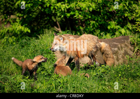 North American Red Foxes (Vulpes fulva), mother with cubs, social behavior, Minnesota, USA Stock Photo