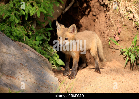 North American Red Fox (Vulpes fulva), cub outside a den, Minnesota, USA Stock Photo