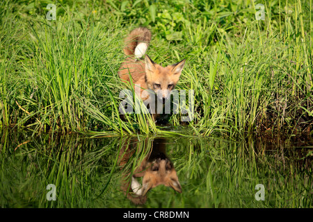 North American Red Fox (Vulpes fulva), cub at the water's edge, Minnesota, USA Stock Photo