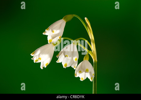 Spring Snowflake (Leucojum vernum), Germany, Europe Stock Photo