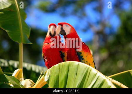 Scarlet Macaw (Ara macao), adult pair on a banana tree, Roatan, Honduras, Caribbean, Central America, Latin America Stock Photo