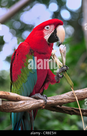 Green Macaw (Ara chloroptera), adult, perched on the branch of a tree, eating, in captivity, Florida, USA Stock Photo