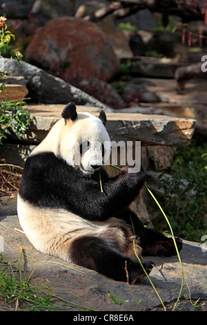 Giant Panda (Ailuropoda melanoleuca), adult, eating bamboo, Adelaide Zoo, Adelaide, Australia Stock Photo