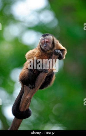 Weeper Capuchin (Cebus olivaceus, Cebus nigrivittatus), adult on a tree, South America Stock Photo