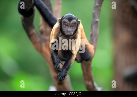 Weeper Capuchin (Cebus olivaceus, Cebus nigrivittatus), adult on a tree, South America Stock Photo