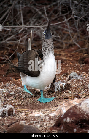 Blue-footed Booby (Sula nebouxii), male, during courtship, Galapagos Islands, Ecuador, South America Stock Photo