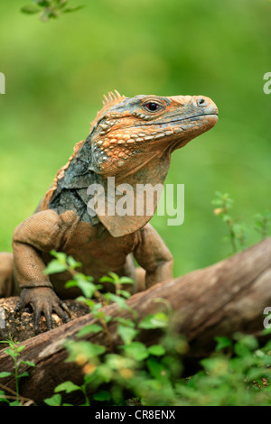 Blue iguana (Cyclura lewisi), Blue Iguanas, Grand Cayman Iguanas ...