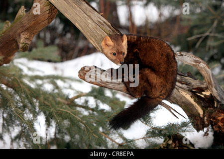 European Pine Marten (Martes martes), adult, foraging, winter, snow, Montana, USA, North America Stock Photo