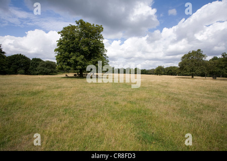 Grassy field in Richmond Park, London, UK Stock Photo