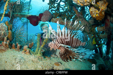 Lionfish in Unnatural Habitat Stock Photo
