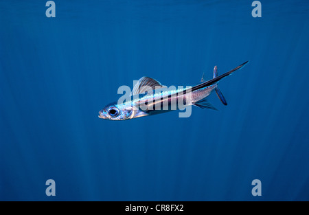 Flying Fish, Open Ocean Stock Photo