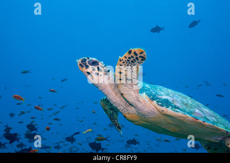 Hawksbill Turtle in Mid- water Stock Photo