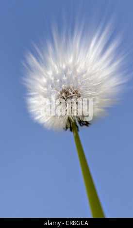 Close up of dandelion clock