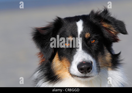 Australian Shepherd Dog (Canis lupus familiaris), male, portrait Stock Photo