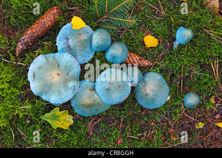 Verdigris agaric (Stropharia aeruginosa), Schleswig-Holstein, Germany, Europe Stock Photo