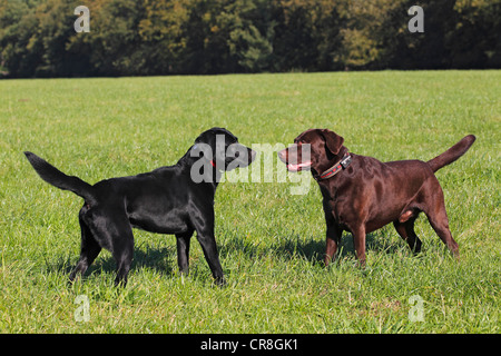 Black and brown Labrador Retrievers (Canis lupus familiaris), two male dogs facing each other Stock Photo