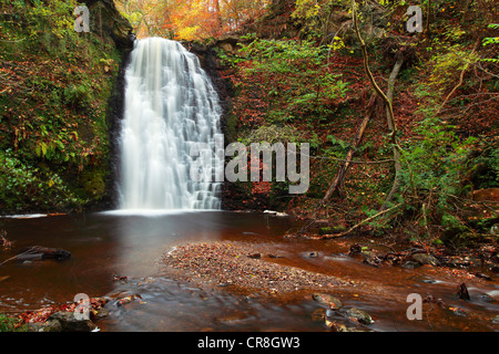 Autumn at Falling Foss, Sneaton Forest, North York, Moors Stock Photo