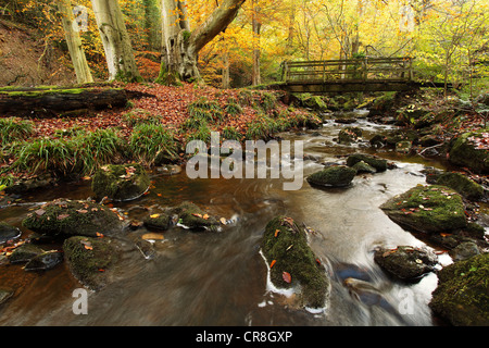 Autumn at Littlebeck, Sneaton Forest, in the North York Moors Stock Photo