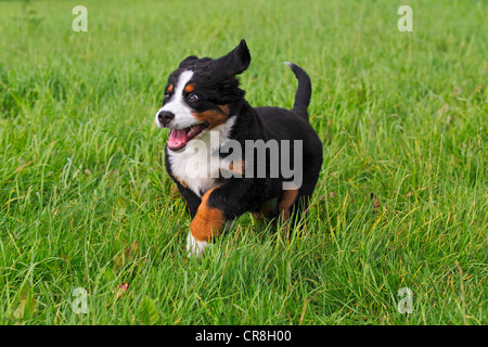Bernese Mountain Dog (Canis lupus familiaris), puppy Stock Photo