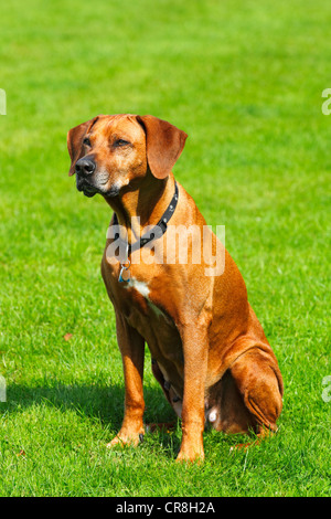 Rhodesian Ridgeback (Canis lupus familiaris), female, portrait Stock Photo