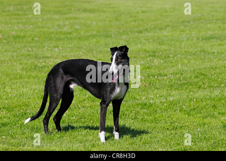 Galgo Espanol, Spanish Galgo, Spanish Greyhound (Canis lupus familiaris) Stock Photo