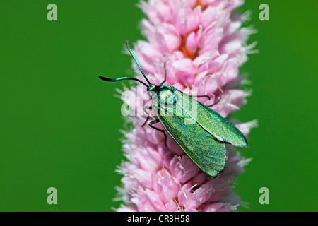 Green Forester (Adscita statices heuseri, Procris statices) on flower of Common bistort (Polygonum bistorta, Bistorta Stock Photo