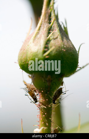 The Rose Aphid, Macrosiphum Rosae, photographed in Lincoln, Lincolnshire, England, UK Stock Photo