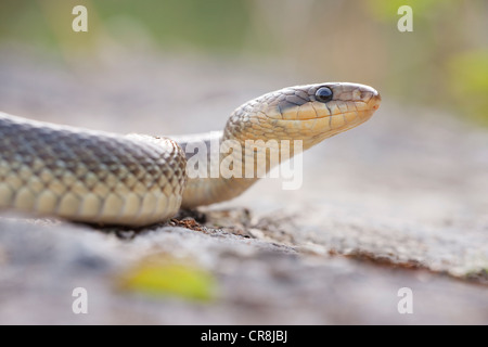 Aesculapian Snake (Zamenis longissimus), Burgenland, Austria, Europe Stock Photo