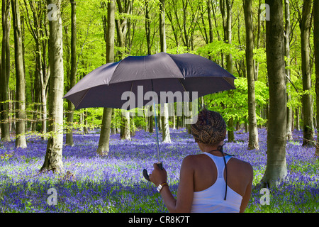 Young black woman holding an umbrella as a parasol looks at bluebells flowering in an English beechwood in Spring. Stock Photo