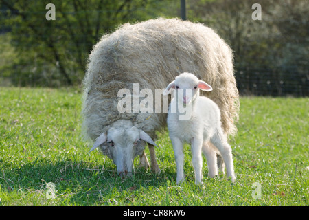 Lamb and ewe Stock Photo