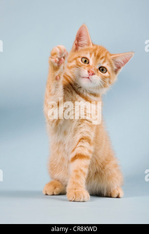 Ginger kitten waving Stock Photo
