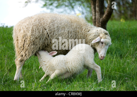 Lamb suckling from ewe Stock Photo