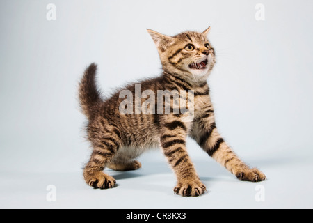 Scared kitten Stock Photo