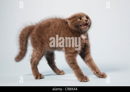 Scared cat with arched back Stock Photo