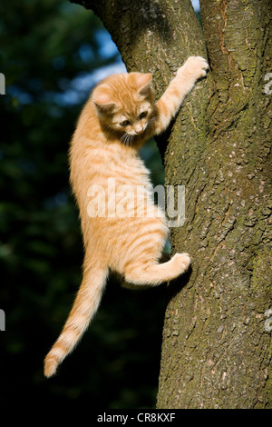 Ginger cat gripping tree Stock Photo