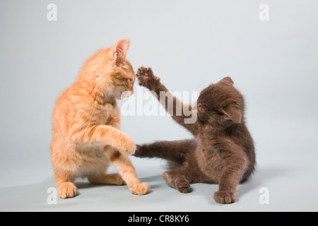 Two cats play fighting Stock Photo