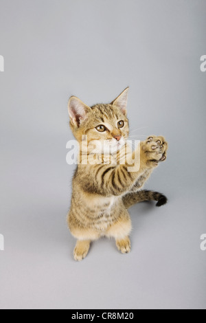 Cat standing on back legs Stock Photo