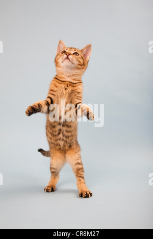 Cat standing on back legs Stock Photo