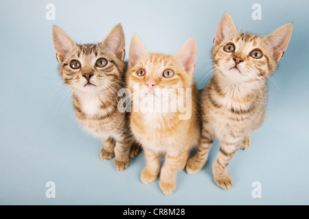 Three cats looking up Stock Photo