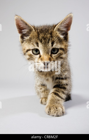 Cute kitten Stock Photo