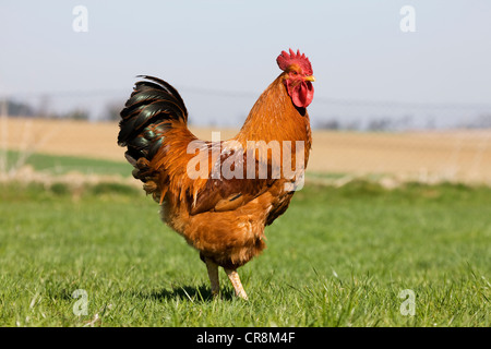 Rooster in field Stock Photo