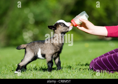 Person feeding goat kid bottle of milk Stock Photo