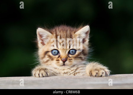 Kitten peeking over fence