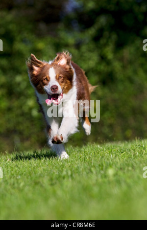 Dog running on grass Stock Photo