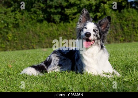 Dog lying on grass Stock Photo