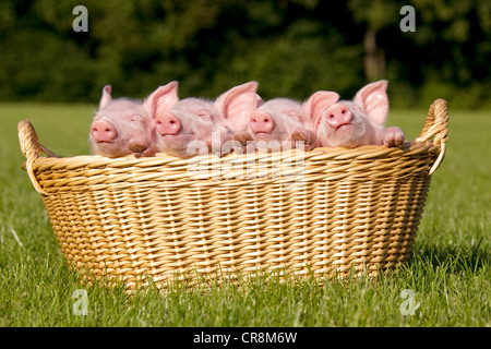 Four piglets in basket Stock Photo