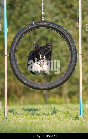 Dog jumping through tyre Stock Photo